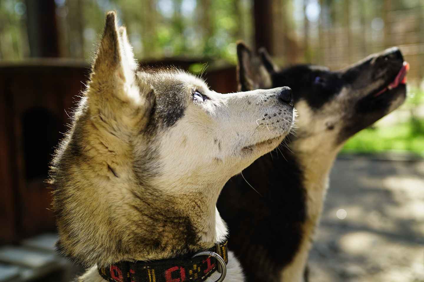Rovaniemi: Quad Bike Safari, Rentier- & Husky-Farm Besuch