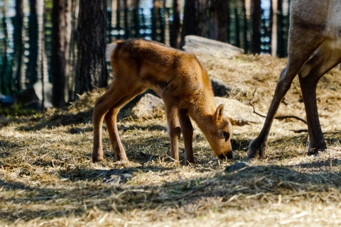 Rovaniemi : Safari en quad, visite d'un élevage de rennes et de huskysRovaniemi : Safari en quad, visite de la ferme des rennes et des huskys