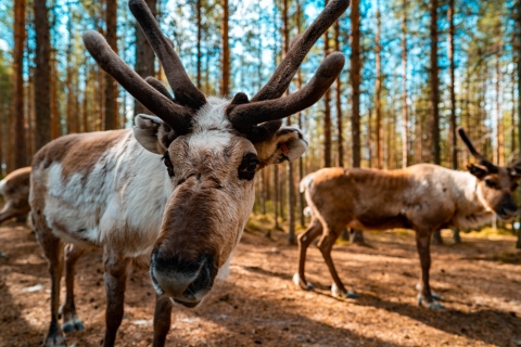 Rovaniemi: Quad Bike Safari, Reindeer & Husky Farm Visit