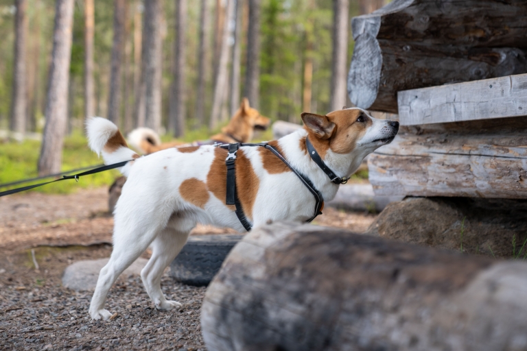 Rovaniemi: Experiencia de senderismo con perros lapones