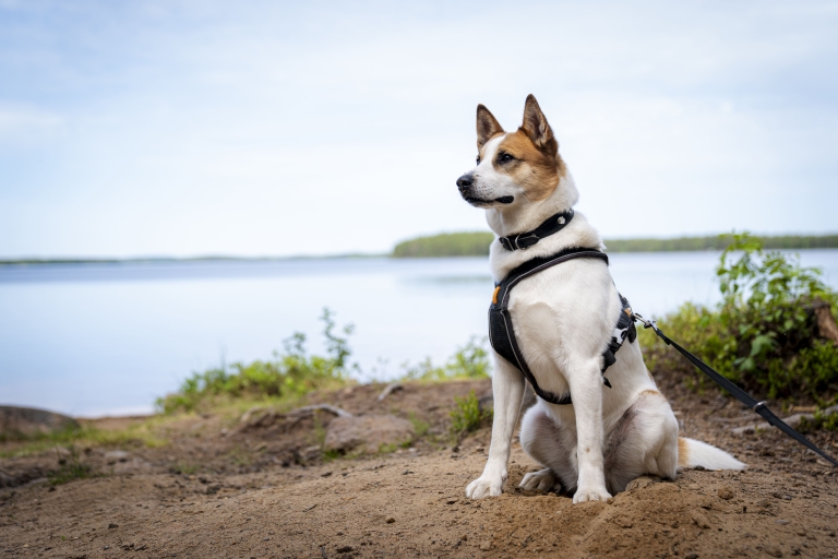 Rovaniemi : Randonnée avec des chiens lapons