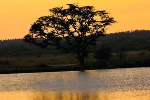 Nairobi Park Safari, Sheldrick's Orphanage & Giraffe Center Shared Drive in Open-Roof Van Game Drive
