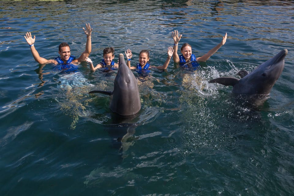 Schwimmen Mit Delfinen Splash - Puerto Morelos | GetYourGuide