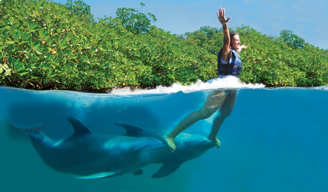 Visit Swim with dolphins - Supreme - Puerto Morelos in Puerto Morelos, Mexico
