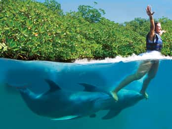 Puerto Morelos: Swim with dolphins Supreme