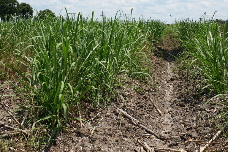 La Nouvelle-Orléans : Visite guidée de Felicity PlantationVisite guidée de la plantation de Felicity