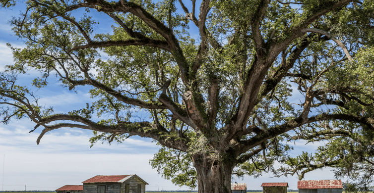 Felicity Plantation Tour | GetYourGuide