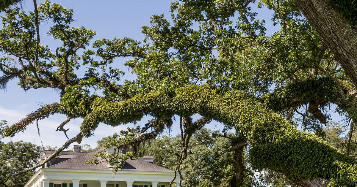 New Orleans: Felicity Plantation Guided Tour | GetYourGuide