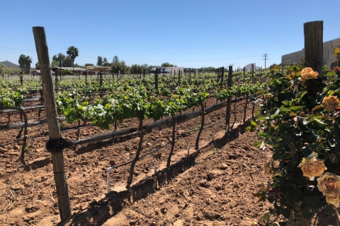 Von Ensenada aus: Weinverkostung im Guadalupe Tal EnsenadaPrivate Tour im Guadalupe Valley Weinberge & Weinstraße ENS