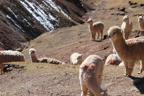 Palccoyo Rainbow Mountain Trek Day Tour