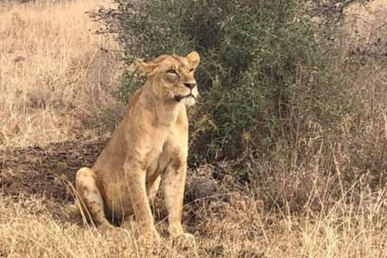 Półdniowa wycieczka do Parku Narodowego Nairobi