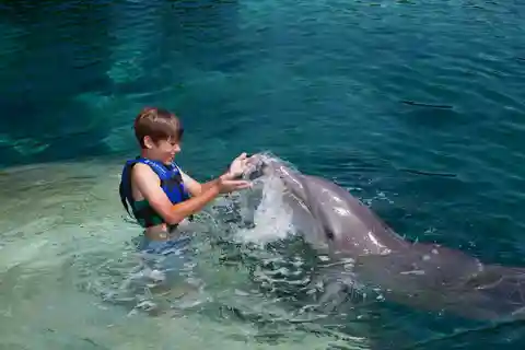 Swim with dolphins Splash - Riviera Maya