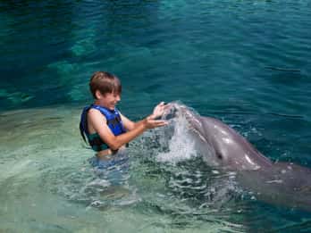 Riviera Maya: esperienza di nuoto con i delfini
