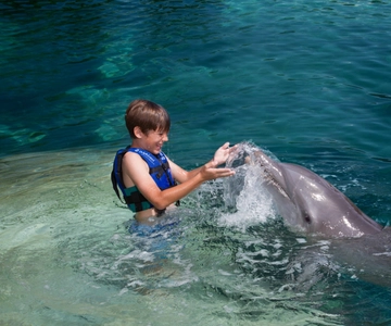 Swim with dolphins Splash - Riviera Maya