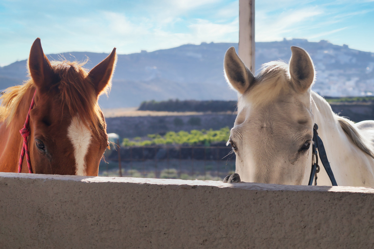 Santorini: Horseback Riding Tour on the Beach 1.5 hours Santorini: Horse Riding Tour 1.5 hours Trails & on the Beach