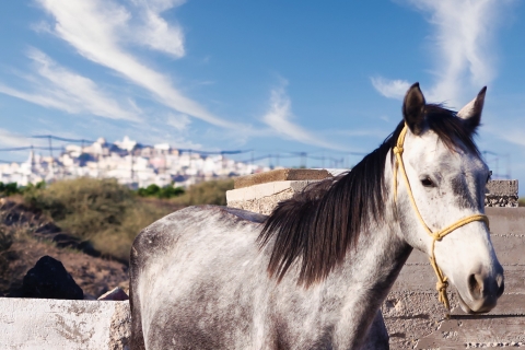 Fira: strandexcursie paardrijdenPaardrijden op het strand met hoteltransfer