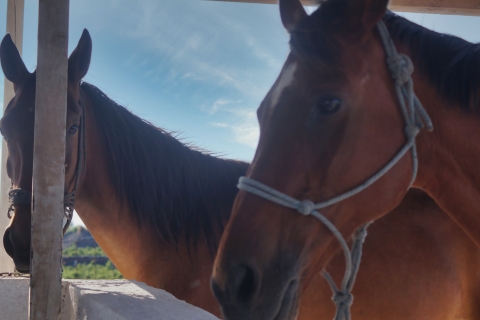 Fira : Excursion à cheval sur la plageSantorin : Excursion à cheval jusqu'à la plage