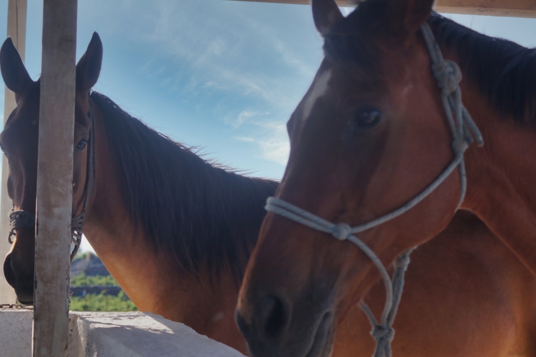 Fira : Excursion à cheval sur la plageSantorin : Excursion à cheval jusqu'à la plage