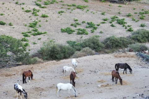 Fira: strandexcursie paardrijdenPaardrijden op het strand met hoteltransfer