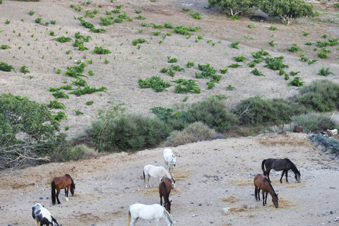 Santorini: Horseback Riding Tour on the Beach 1.5 hours Santorini: Horse Riding Tour 1.5 hours Trails & on the Beach