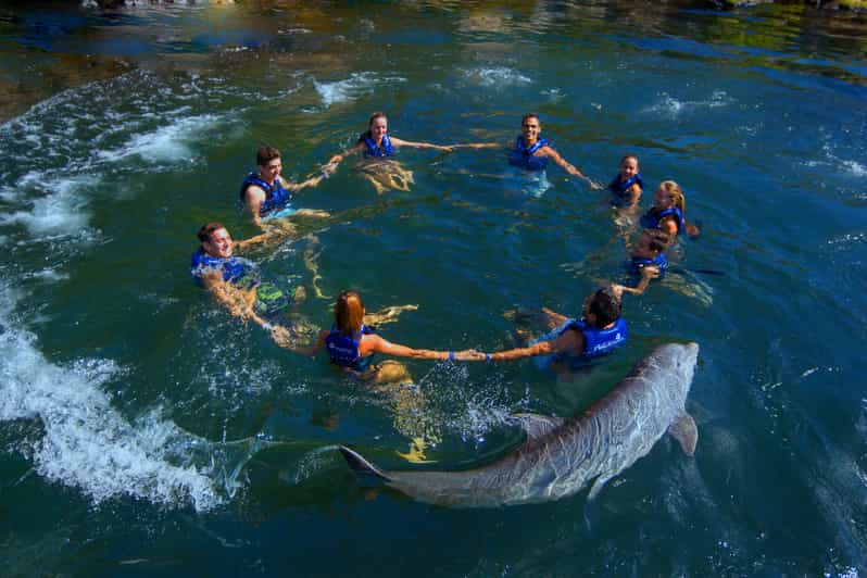 Paseo Para Nadar Con Delfines Riviera Maya Getyourguide