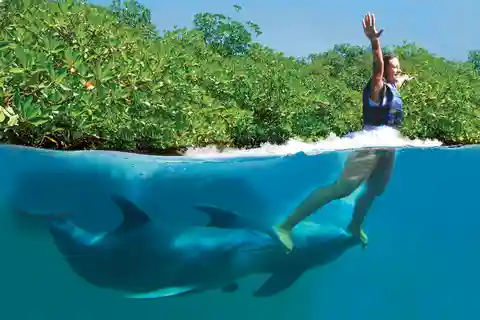 Nager avec les dauphins Suprême - Riviera Maya