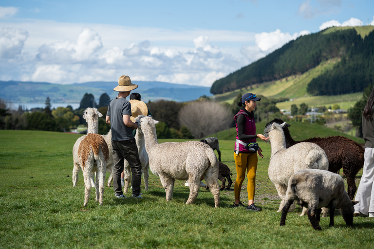 Rotorua : Visite de la ferme Agrodome avec spectacle et dégustation de produits