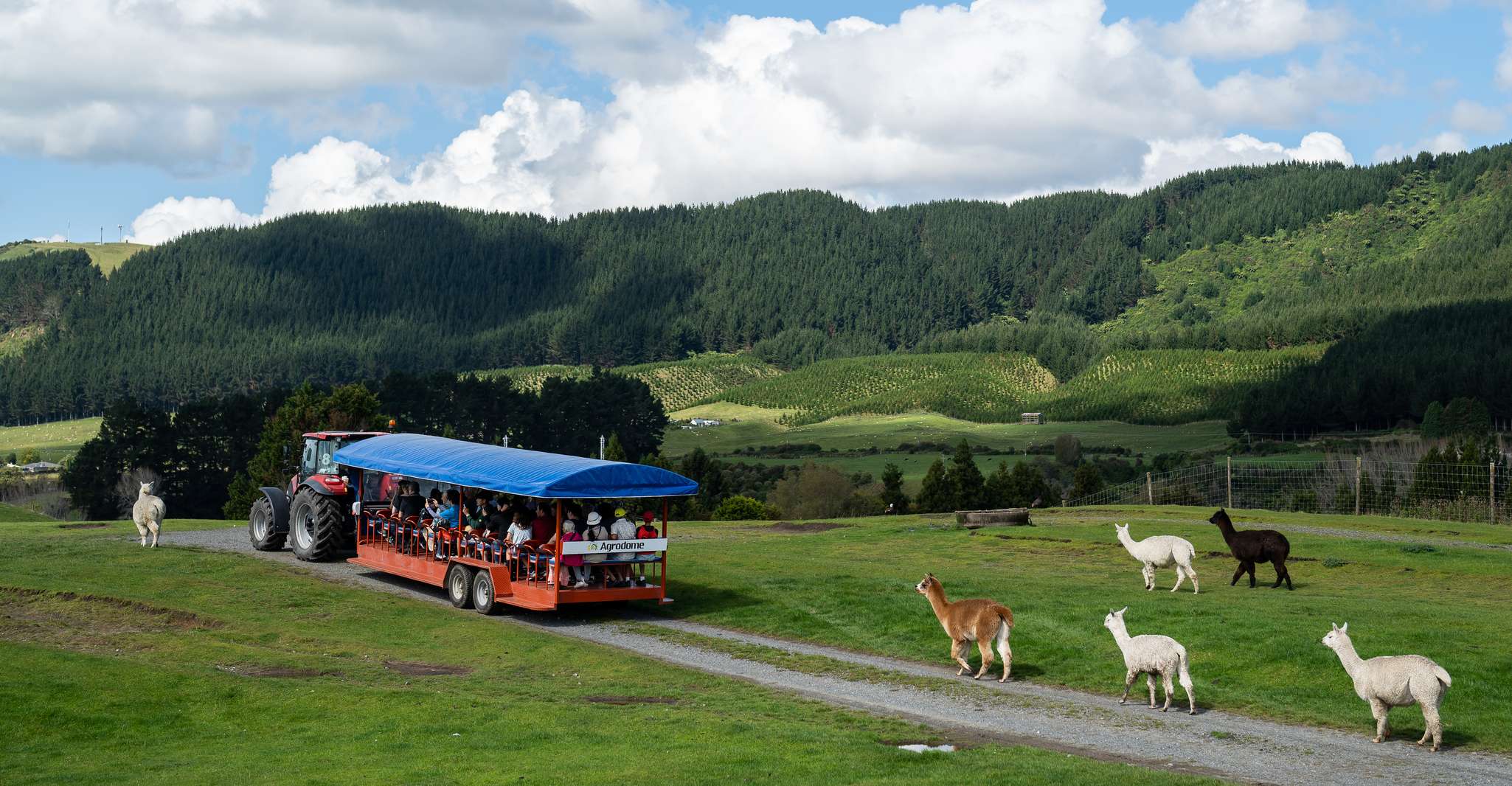 Rotorua, Agrodome Farm Tour with Show and Produce Tasting - Hizvo