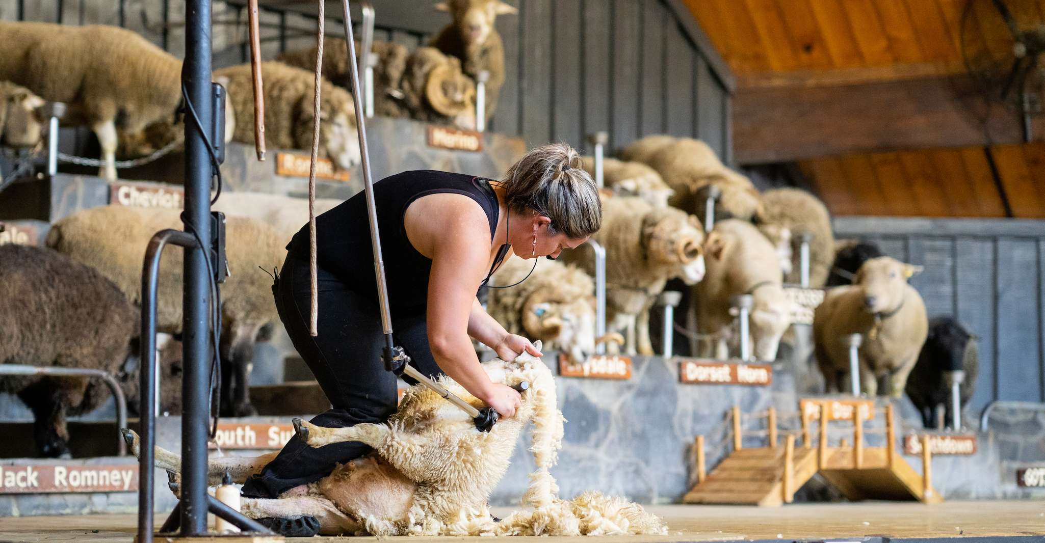 Rotorua, Agrodome Farm Tour with Show and Produce Tasting - Hizvo