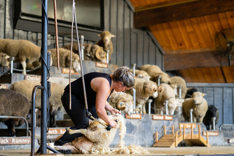 Rotorua: Wycieczka po farmie Agrodome z degustacją pokazów i produktówRotorua: Agrodome Farm Tour z pokazem i degustacją produktów