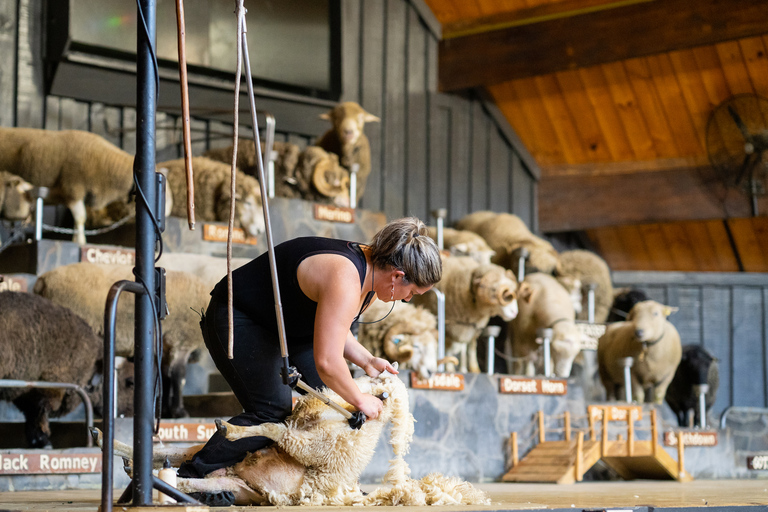 Rotorua: Agrodome-boerderijtour met show- en productenproeverijRotorua: Agrodome boerderij tour met show en proeverij