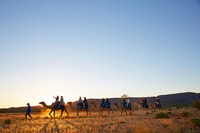 Alice Springs, Guided Outback Camel Ride - Hizvo