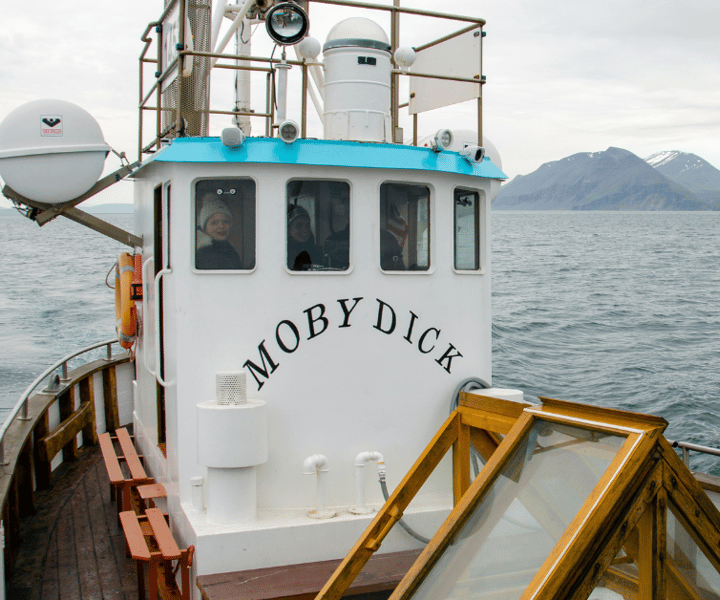 Húsavík: Whale Watching Boat Tour