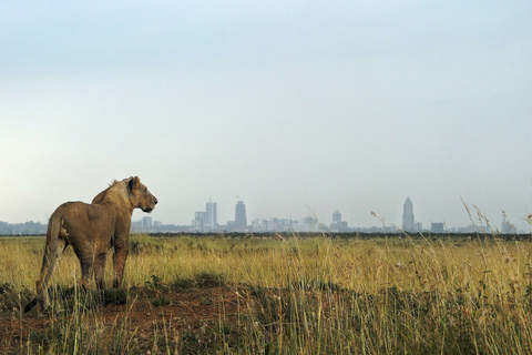 Nairobi: Halvdagsutflykt till Nairobi nationalparkNairobi: Halvdag Game Drive i Nairobi park med biljetter