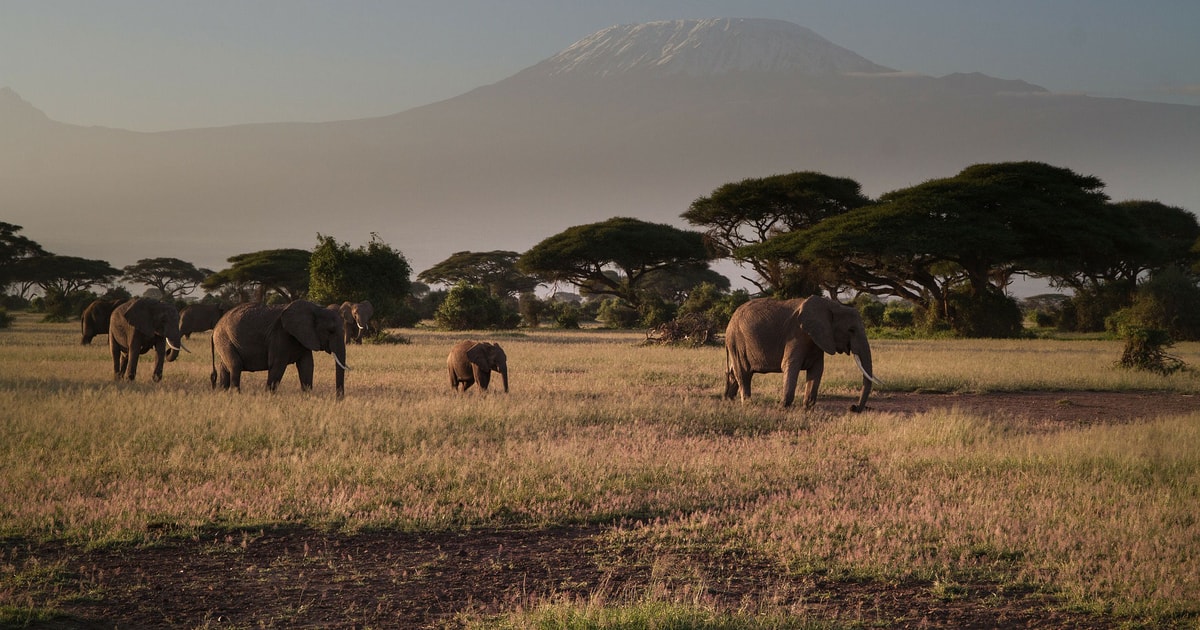 Tage N Chte Zum Amboseli Nationalpark Ab Nairobi Getyourguide