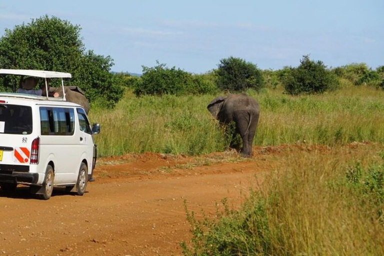 3 Daagse Safari naar Saltlick Lodge vanuit Nairobi3-daagse safari in Saltlick-lodge vanuit Nairobi