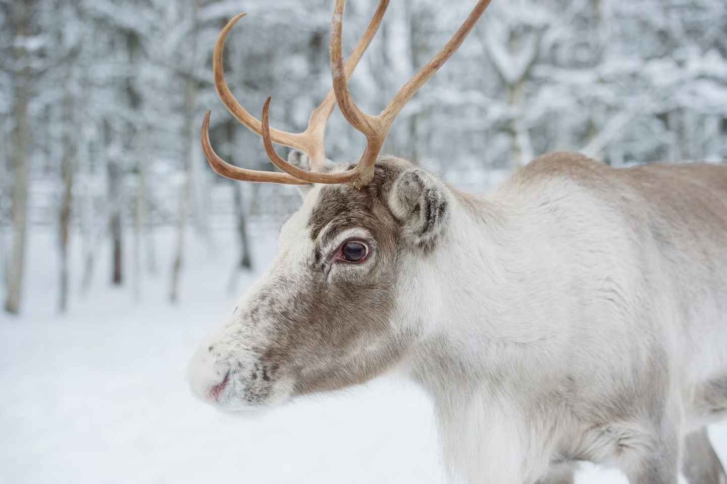 Reindeer Farm Visit with Sleigh Ride