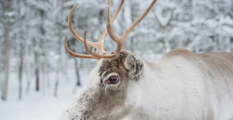 Reindeer Farm Visit with Sleigh Ride | GetYourGuide