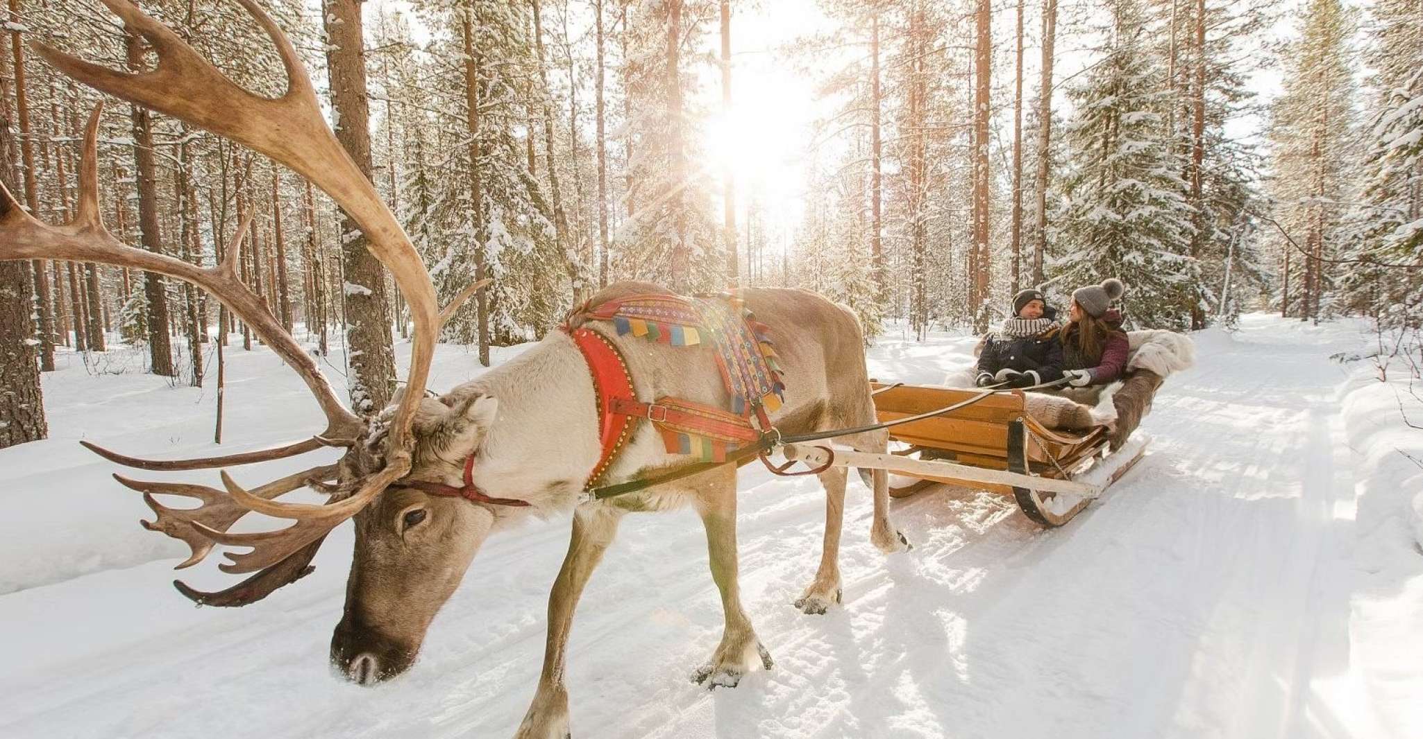 Reindeer Farm Visit with Sleigh Ride - Housity
