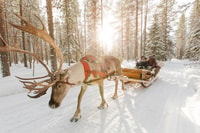Reindeer Farm Visit with Sleigh Ride - Housity