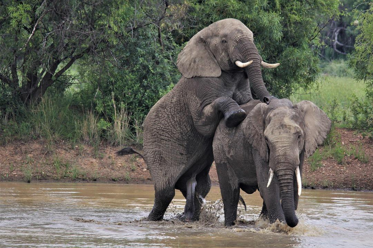 Zanzíbar: Safari de 2 días por Selous en avión