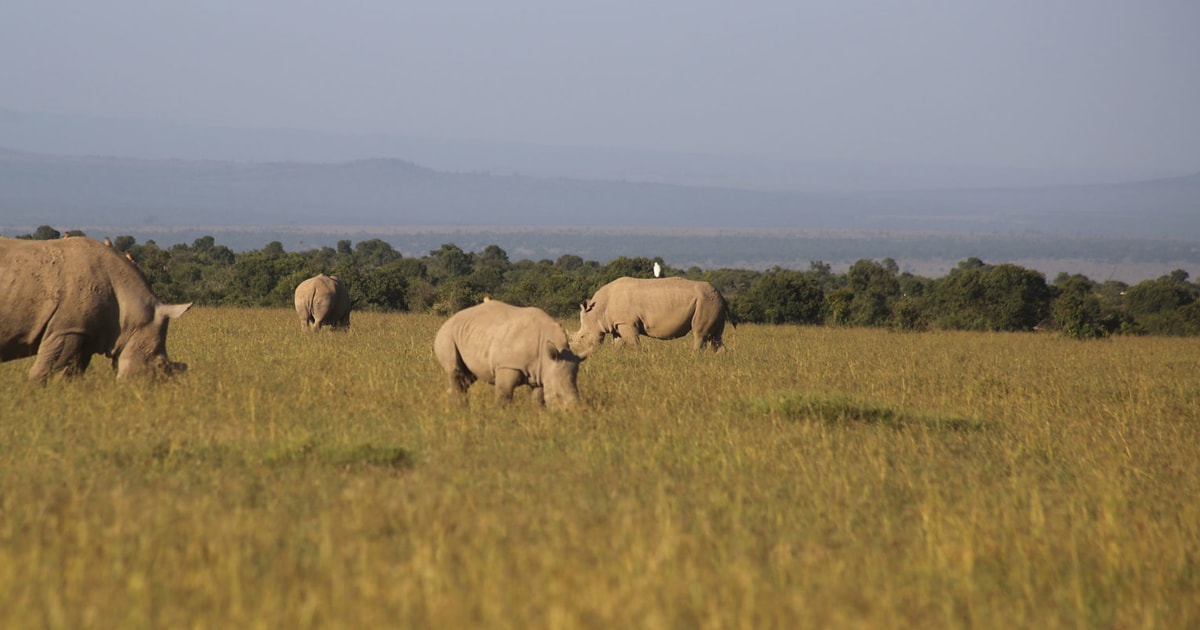 3 jours et 2 nuits de safari à Ol Pejeta Conservancy GetYourGuide