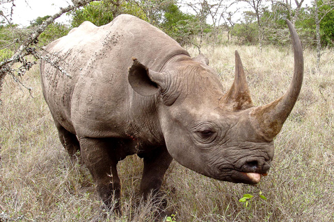 3 dagen 2 nachten safari naar Ol pejeta Conservancy