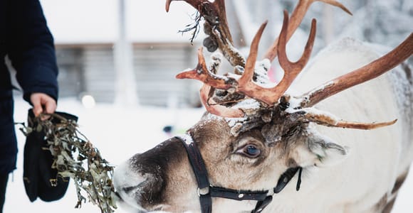 Rovaniemi: Rentiere, Huskys und das Weihnachtsmann-Dorf