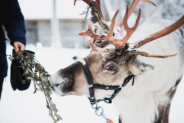 Rovaniemi: renne, husky e il villaggio di Babbo Natale