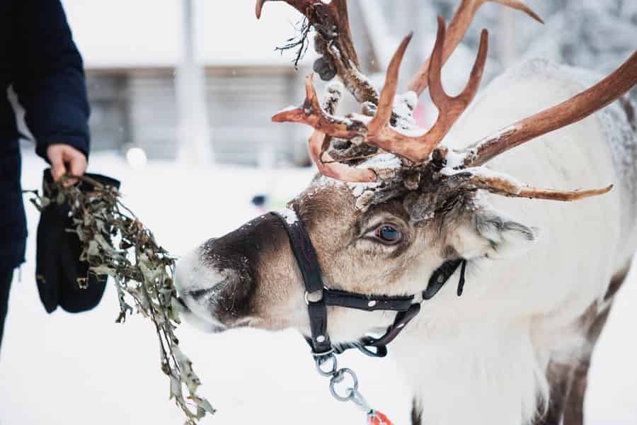 Rovaniemi: Rentiere, Huskies und das Weihnachtsmanndorf. Foto: GetYourGuide