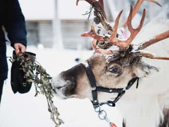 Rennes, huskies et Village du Père Noël