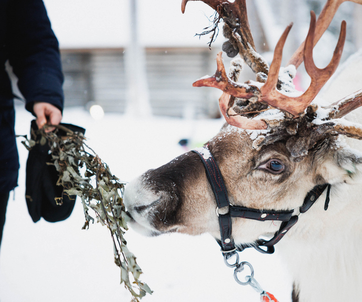 Rovaniemi: Porot, Huskyt & Joulupukin Pajakylä