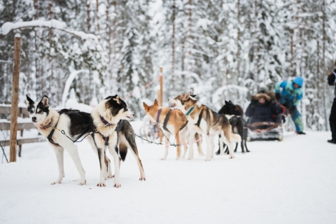 Rovaniemi: Rentiere, Huskys und Weihnachtsmann-Dorf