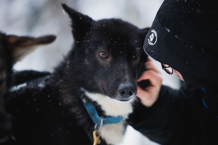 Rovaniemi : expérience spéciale rennes, huskies et Père NoëlRovaniemi : expérience avec rencontre du Père Noël